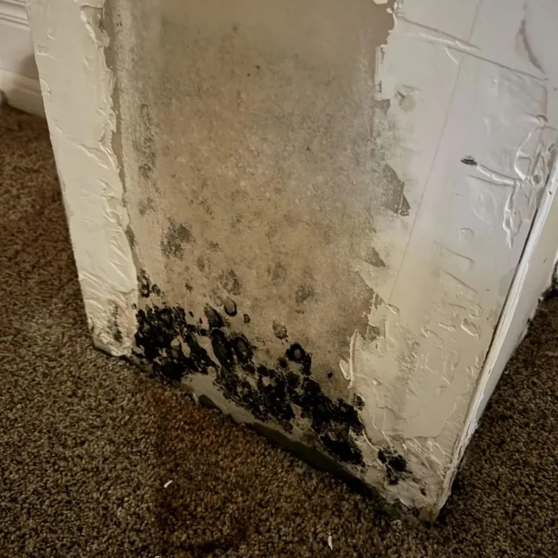 Professional Mold Removal in Kansas City, MO